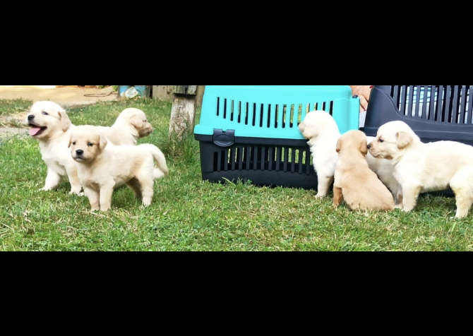 Baby face Golden Retriever